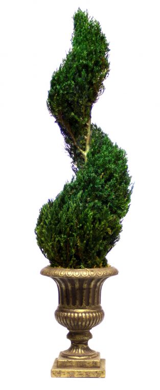 Preserved Classic Spiral Topiary 30 inch in Juniper Foliage